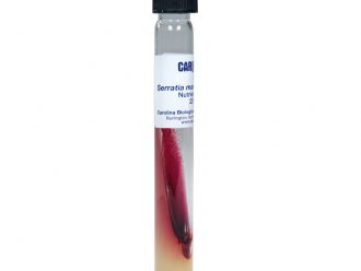 Serratia marcescens D1, Living, Nutrient Agar, Tube