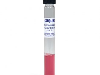 Serratia marcescens D1, Living, Nutrient Broth, Tube