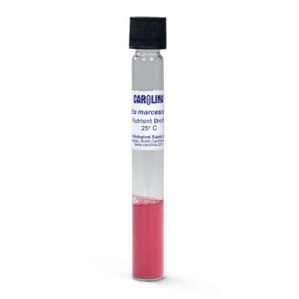Serratia marcescens D1, Living, Nutrient Broth, Tube