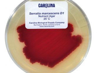 Serratia marcescens D1, Living, Plate