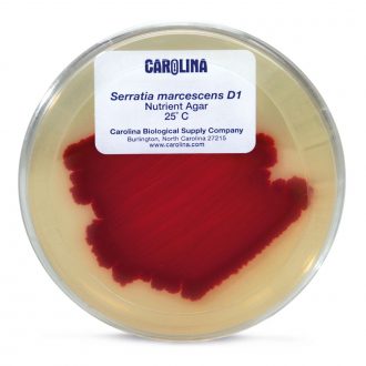 Serratia marcescens D1, Living, Plate