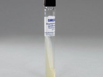 Staphylococcus epidermidis, Living, Agar Slant