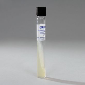 Staphylococcus epidermidis, Living, Agar Slant