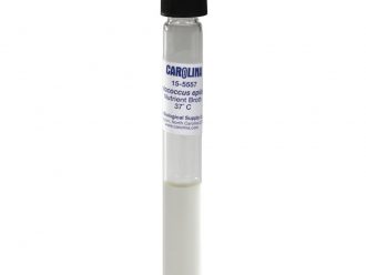 Staphylococcus epidermidis, Living, Nutrient Broth, Tube