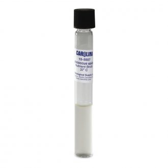 Staphylococcus epidermidis, Living, Nutrient Broth, Tube
