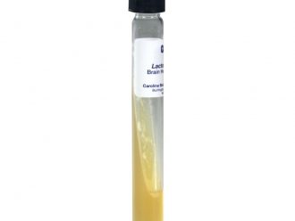 Lactococcus lactus (Streptococcus lactis), Living, Tube