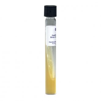 Lactococcus lactus (Streptococcus lactis), Living, Tube