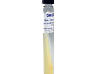 Vibrio anguillarum, Living, Tube