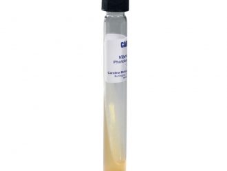 Vibrio fischeri, Living, Tube