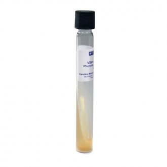 Vibrio fischeri, Living, Tube