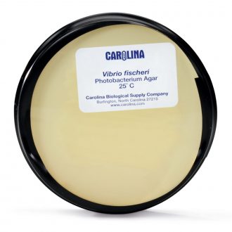 Vibrio fischeri, Living, Plate