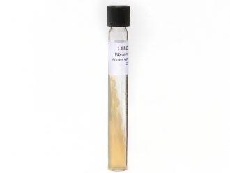 Vibrio natriegens, Living, Tube
