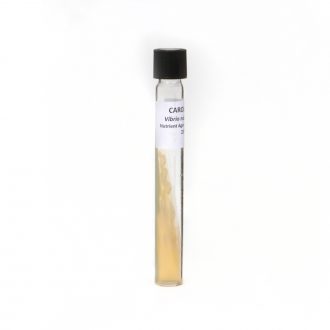 Vibrio natriegens, Living, Tube