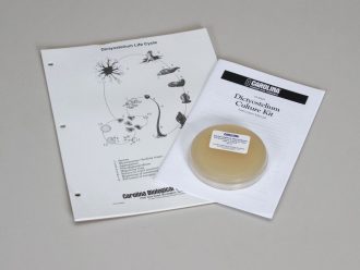 Living Dictyostelium Review Set