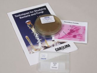 Penicillium notatum Study Kit