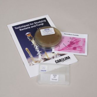 Penicillium notatum Study Kit