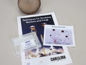 Rhizopus stolonifer Study Kit