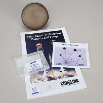 Rhizopus stolonifer Study Kit