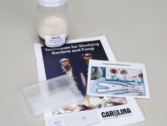 Coprinus cinereus Study Kit