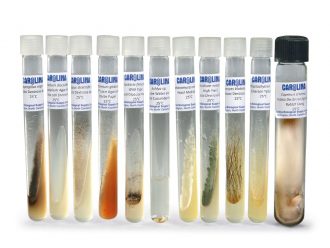 High School Fungi Set, Living