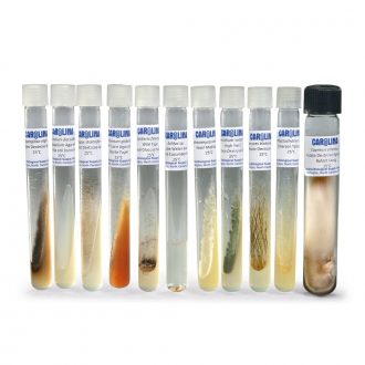 High School Fungi Set, Living