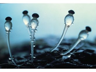 Pilobolus crystallinus, Living, Plate