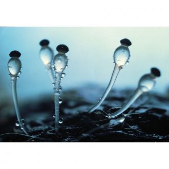 Pilobolus crystallinus, Living, Plate