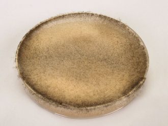 Zygospore Demonstration Plate (Rhizopus)