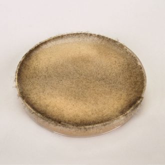 Zygospore Demonstration Plate (Rhizopus)