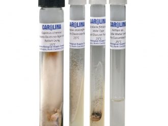 Fungi Survey Set, Living