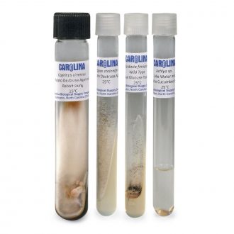Fungi Survey Set, Living