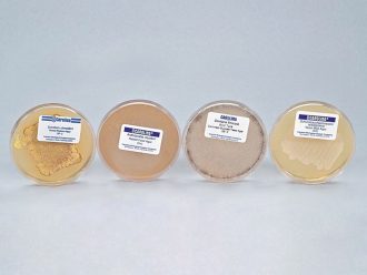 Fungi, Ascomycete Fruiting Set, Living
