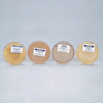 Fungi, Ascomycete Fruiting Set, Living