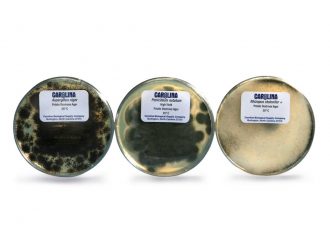 Fungi, Basic Mold Showplate Set, Living