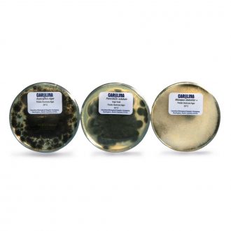 Fungi, Basic Mold Showplate Set, Living