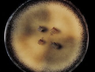 Sordaria Demonstration Cross Plate, Living
