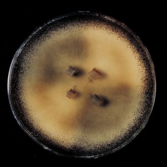 Sordaria Demonstration Cross Plate, Living