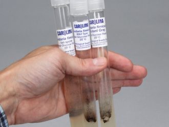 Sordaria Genetics Tube Cultures Set