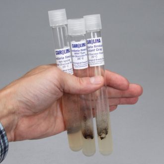 Sordaria Genetics Tube Cultures Set