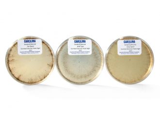 Sordaria Genetics Plate Cultures Set