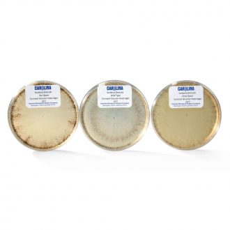 Sordaria Genetics Plate Cultures Set