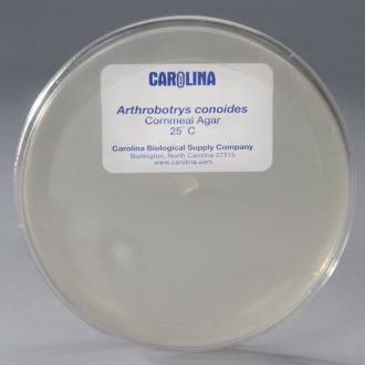 Arthrobotrys conoides, Living, Plate