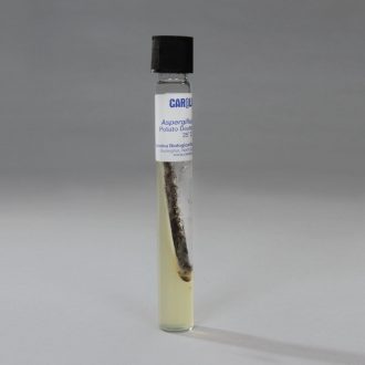 Aspergillus niger, Living, Tube
