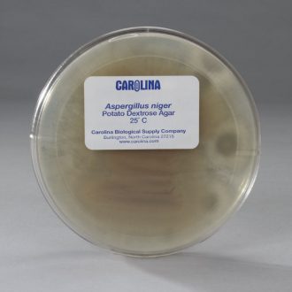 Aspergillus niger, Living, Plate