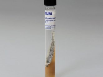 Chaetomium globosum, Living, Tube