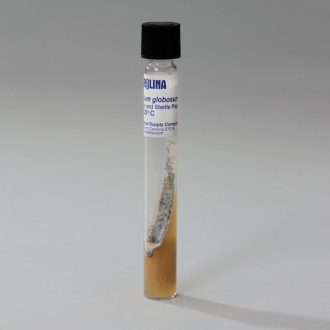 Chaetomium globosum, Living, Tube