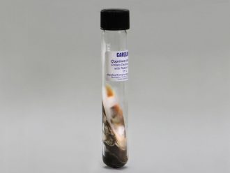 Coprinus cinereus, Living, Tube