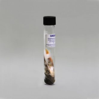 Coprinus cinereus, Living, Tube