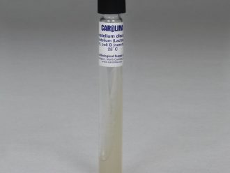 Dictyostelium discoideum, Living, Tube