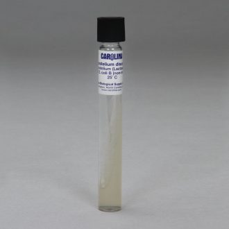Dictyostelium discoideum, Living, Tube